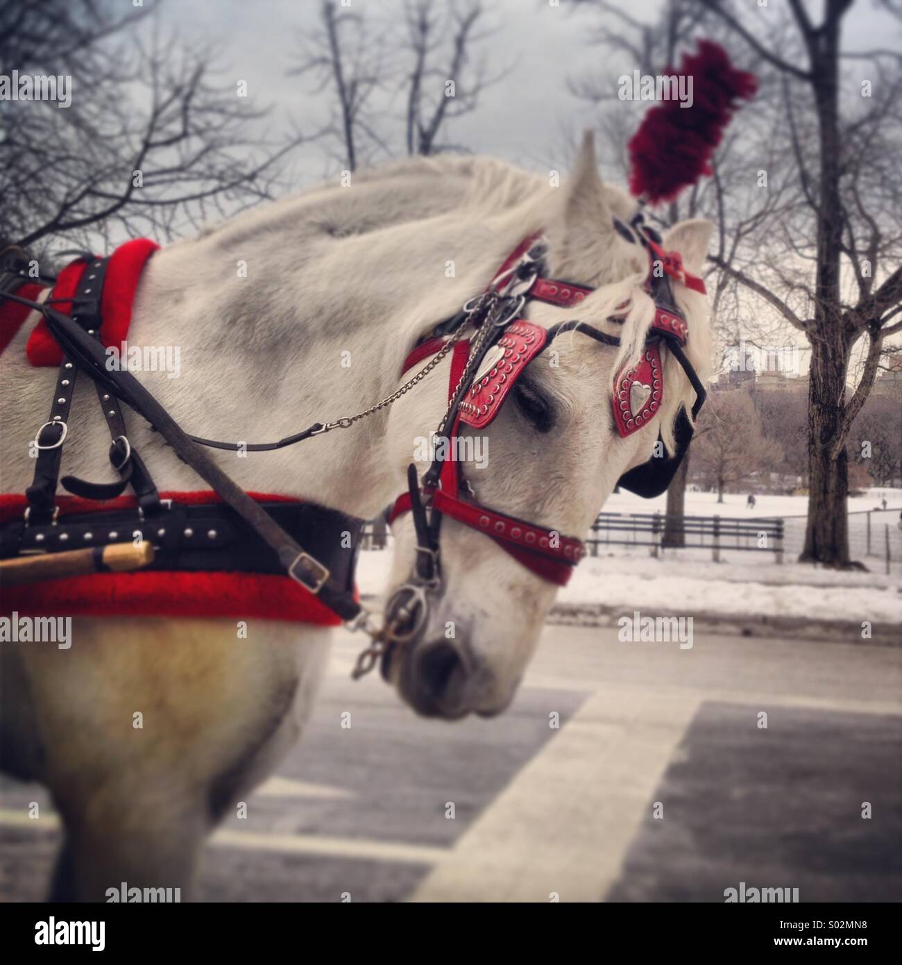Head of carriage horse in Central Park, New York City - Smartphone Captured Stock Image