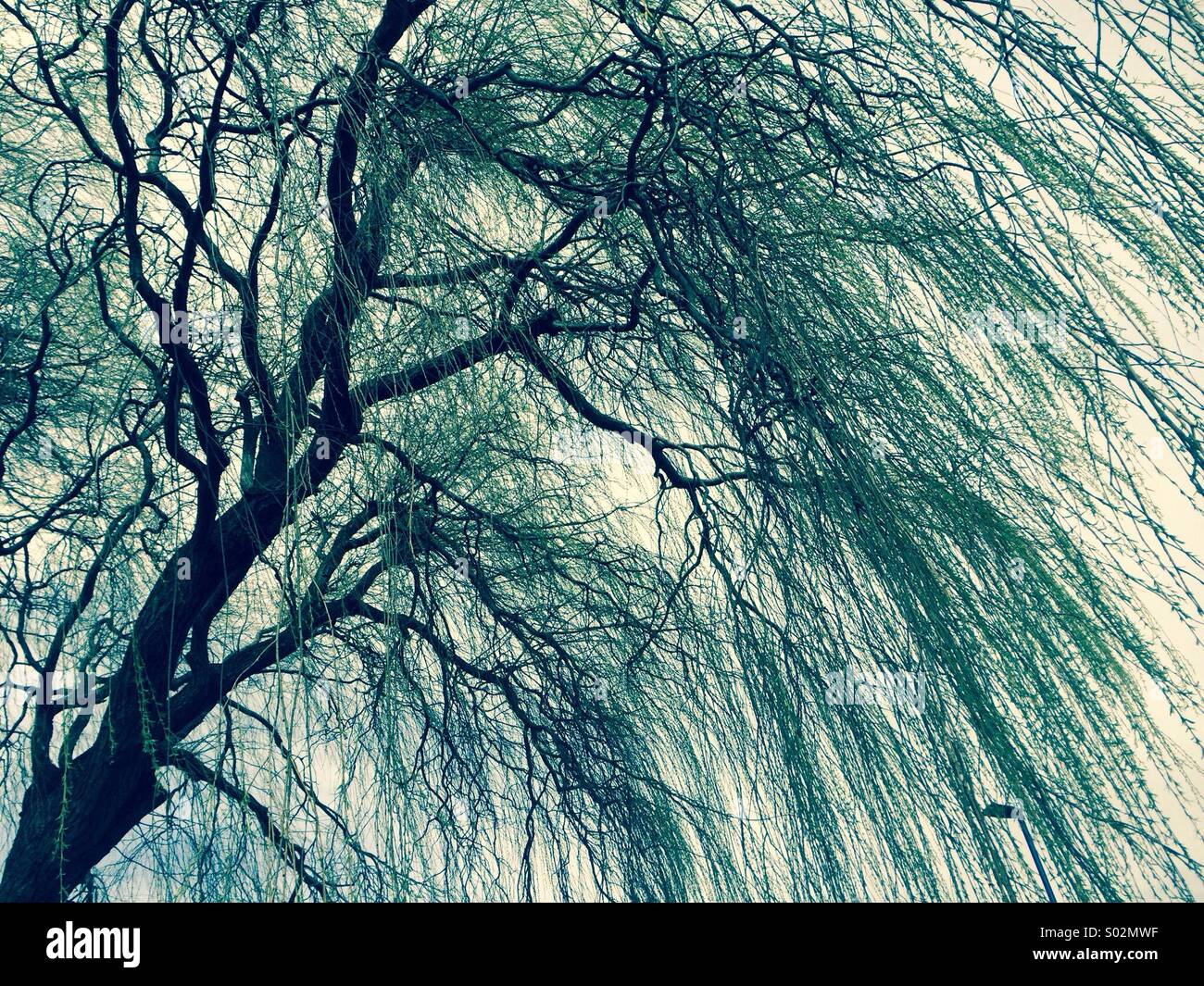 Willow tree in the wind Stock Photo