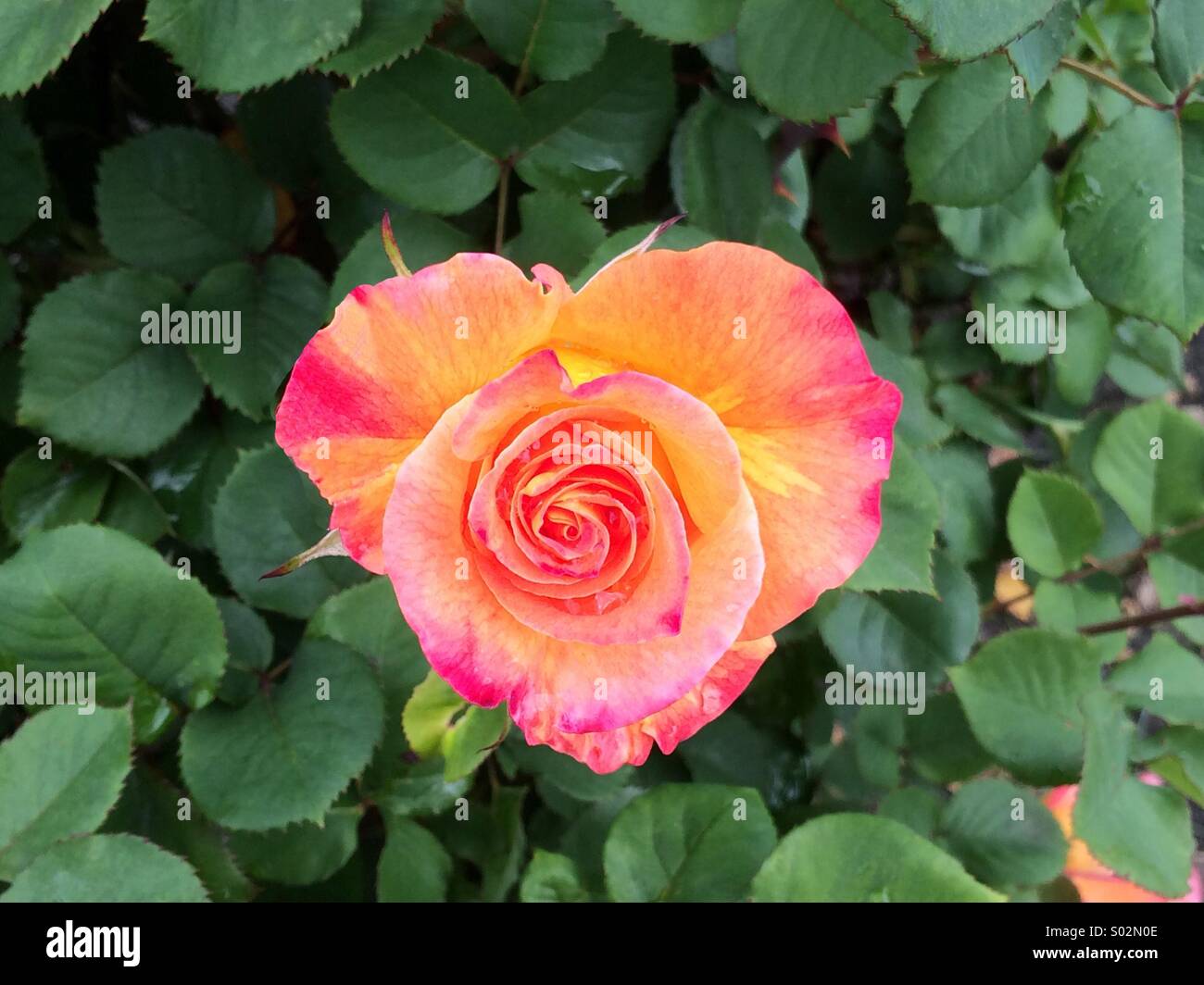 Heart-shaped Rose (Floribunda 'Mardi Gras' Rose, planted 2008, Zary, San Jose Municipal Rose Garden, California) Stock Photo