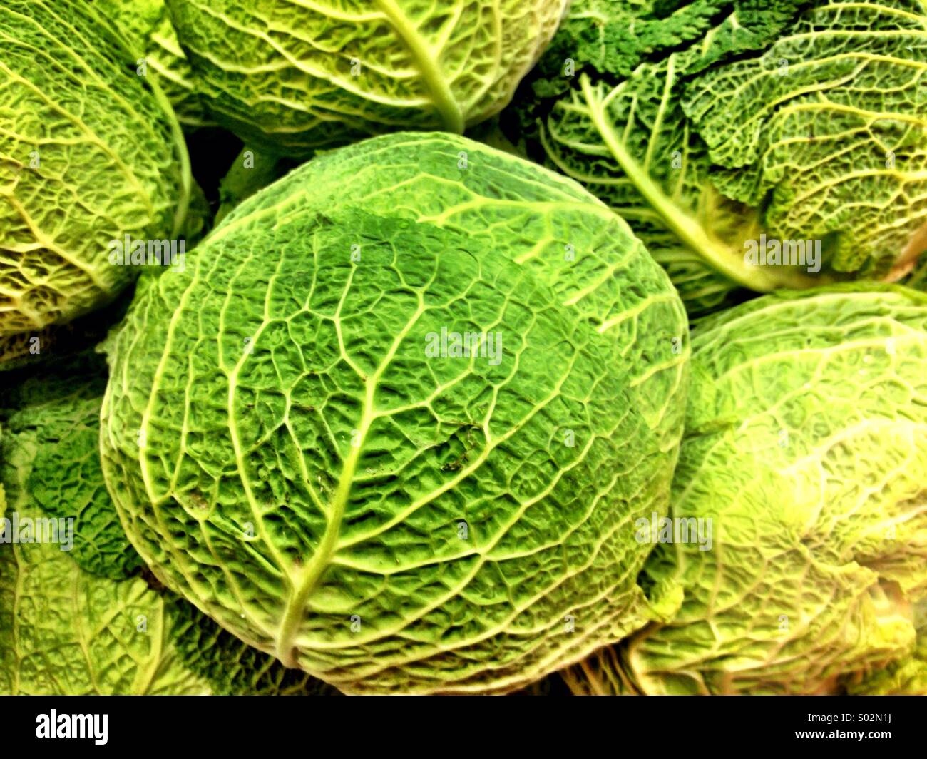 The Savoy Cabbage Stock Photo