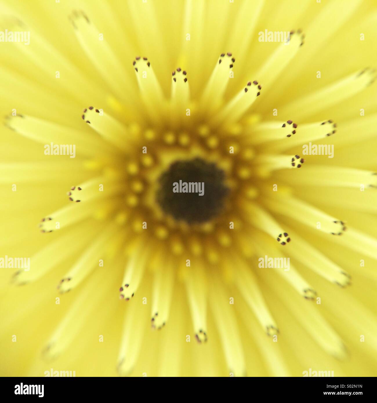 Thin petals hires stock photography and images Alamy