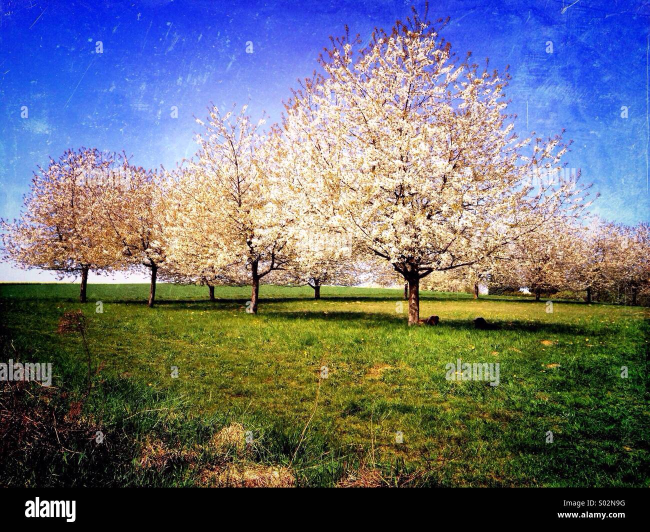 Blooming Apple trees in spring - Smartphone Captured Stock Image