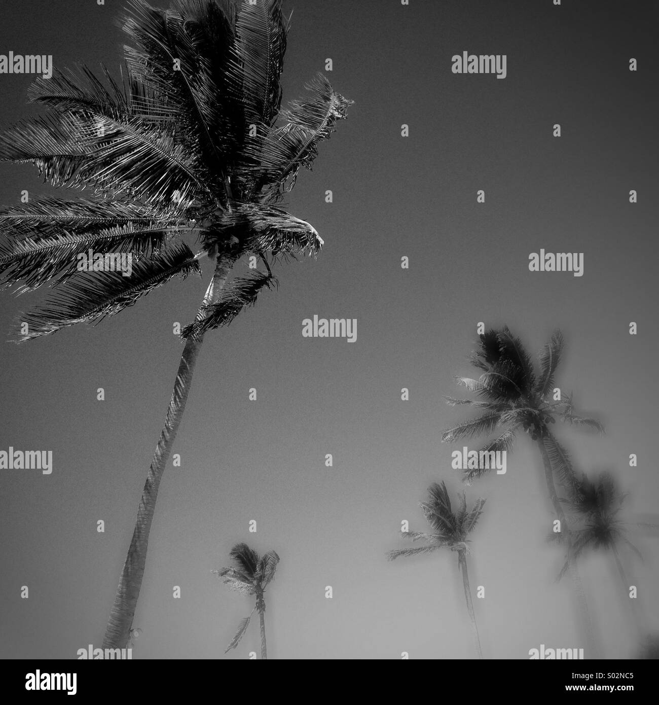 Palm trees against sky, in black and white Stock Photo