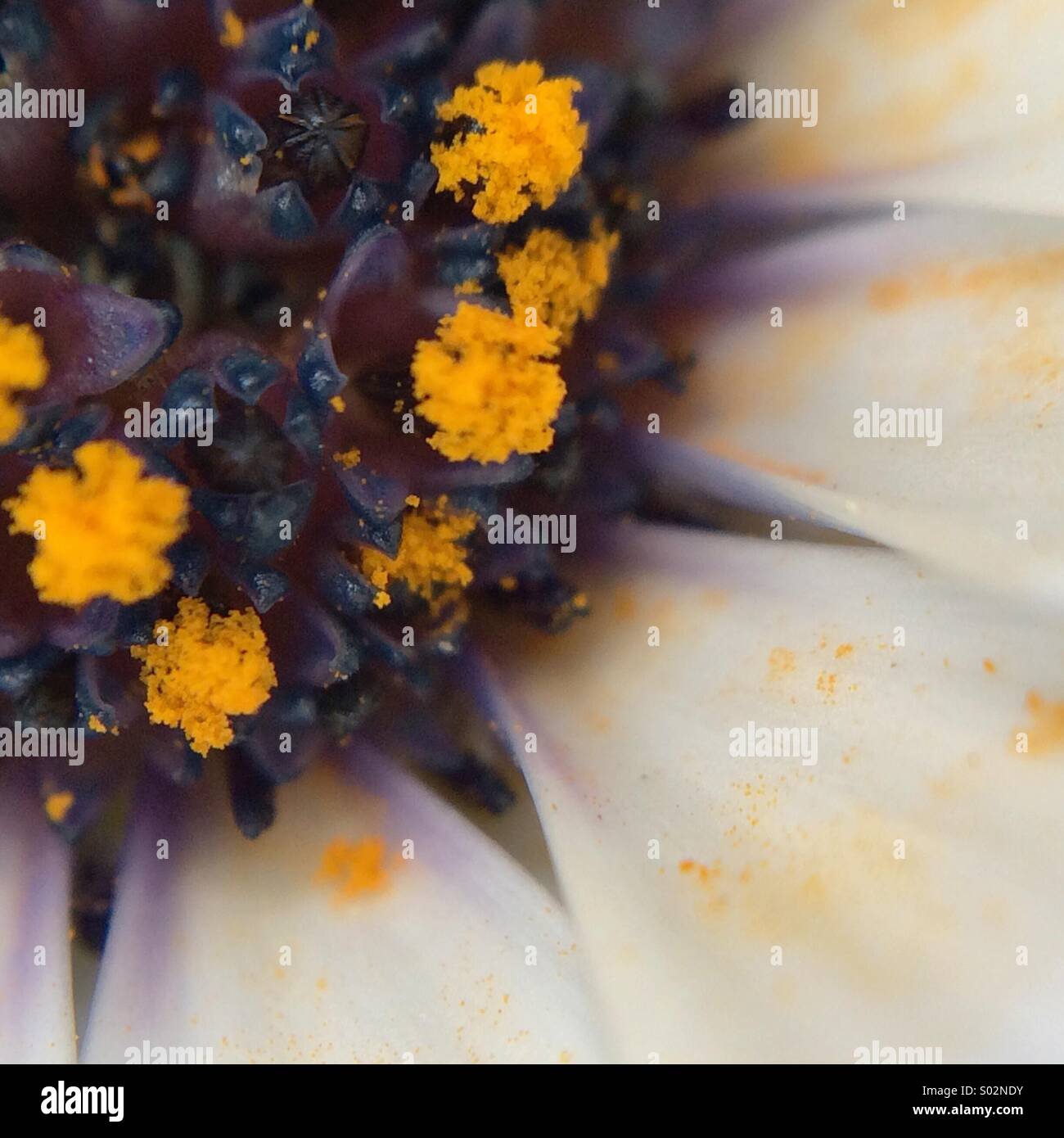 Partial view of the center of a Osteospermum fructicosum flower. Stock Photo