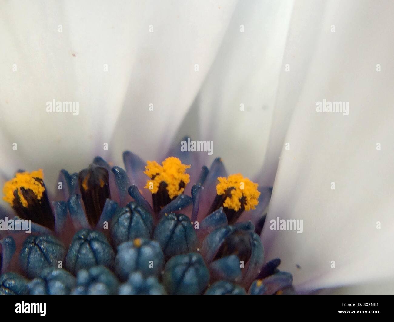 Partial macro view of the center of an Osteospermum fructicosum flower. - Smartphone Captured Stock Image