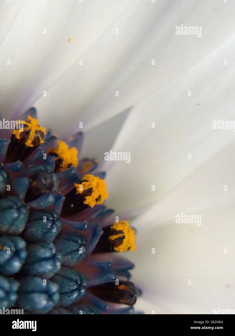 Partial macro view of the center of an Osteospermum fructicosum flower. Stock Photo