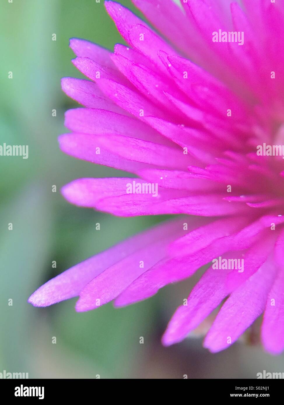 Partial macro view of a fuchsia flower. - Smartphone Captured Stock Image