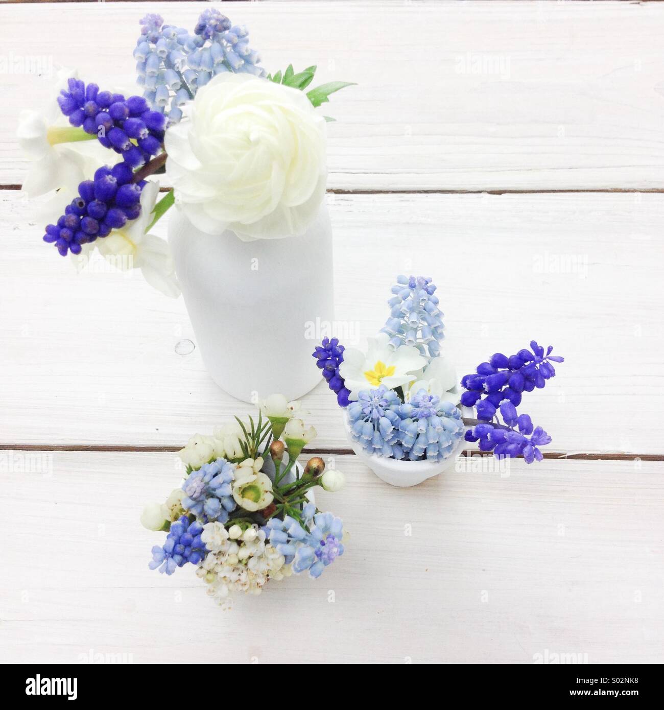 Three blue & white spring posies in white milk bottles. Blue grape hyacinths, narcissus, ranunculus, wax flowers. - Smartphone Captured Stock Image