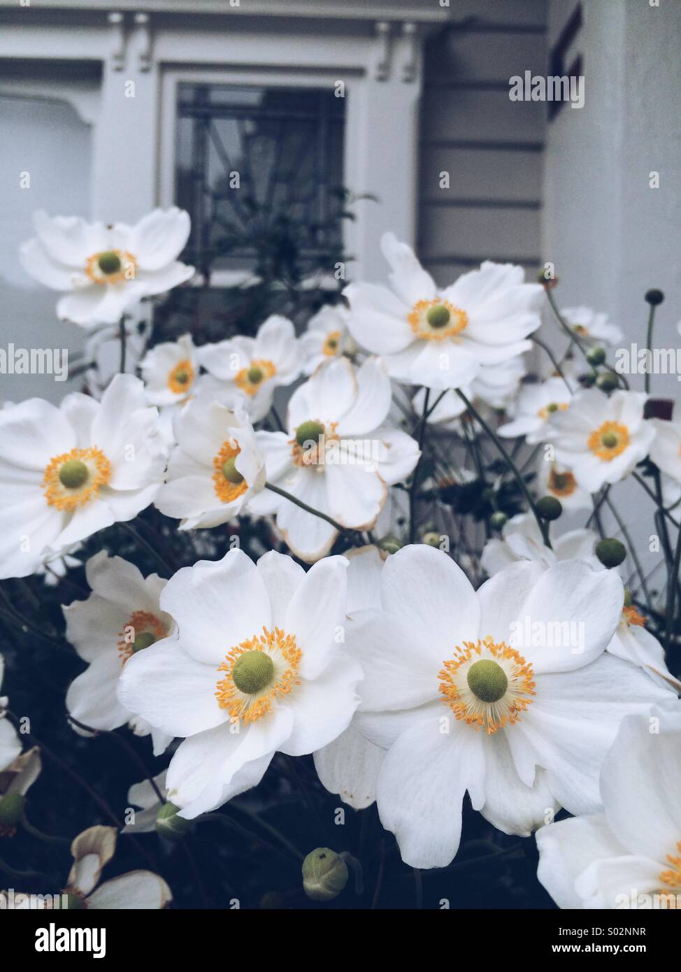 White Japanese windflowers in front of house Stock Photo