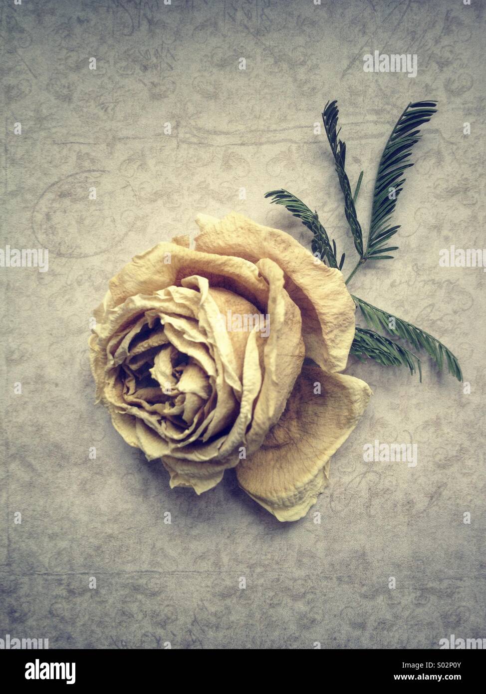 Rose rise hi-res stock photography and images - Alamy