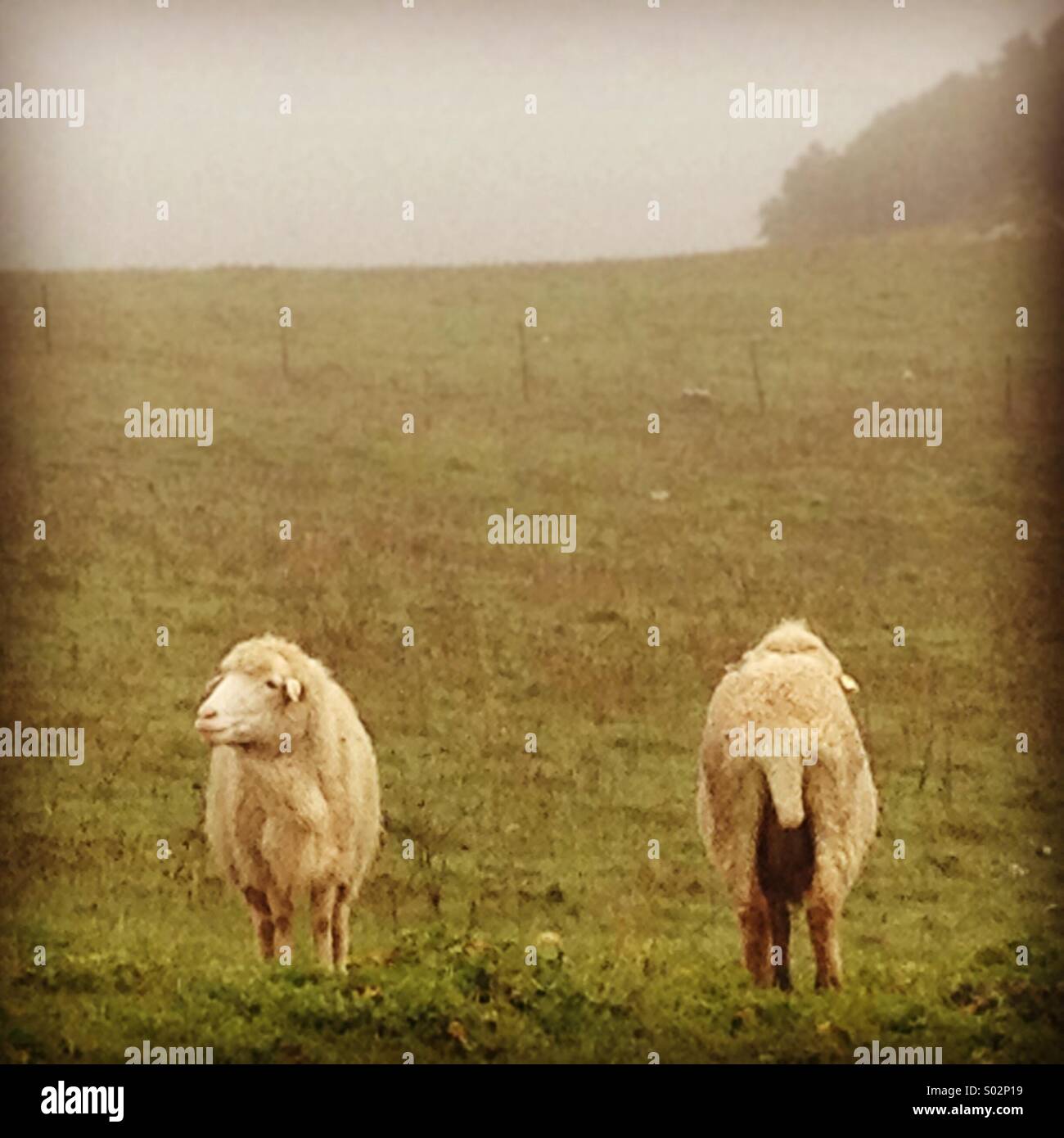 Sheep graze in Llanos del Republicano plains in Villaluenga del Rosario, Parque Natural Sierra de Grazalema, Andalusia, Spain - Smartphone Captured Stock Image