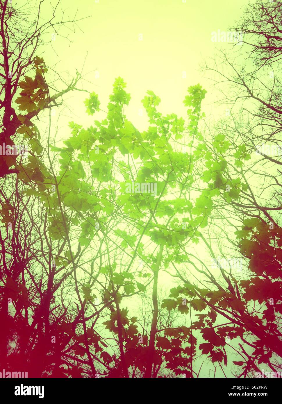 Green leaves tree branches in spring Stock Photo