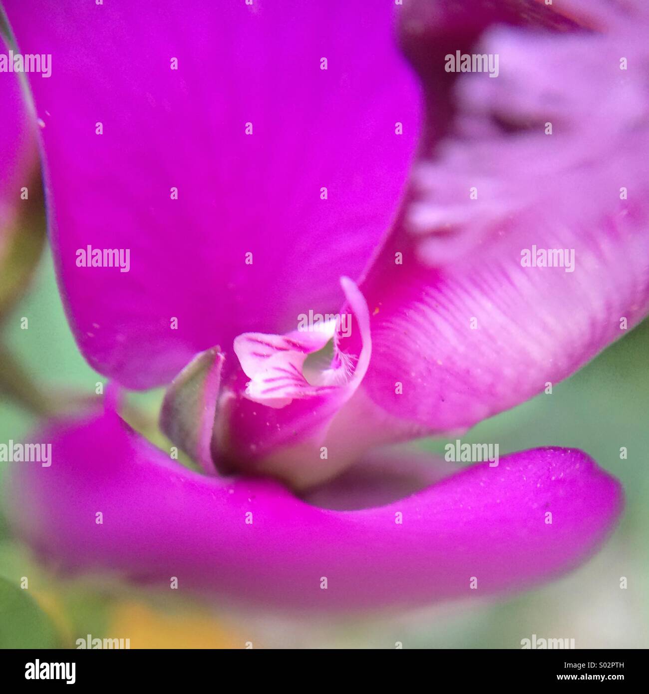 Macro of the center of a polygala myrtifolia purple flower. Stock Photo