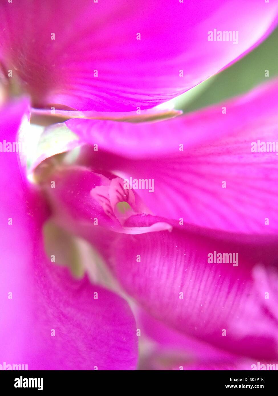Macro of the center of a polygala myrtifolia purple flower. Stock Photo