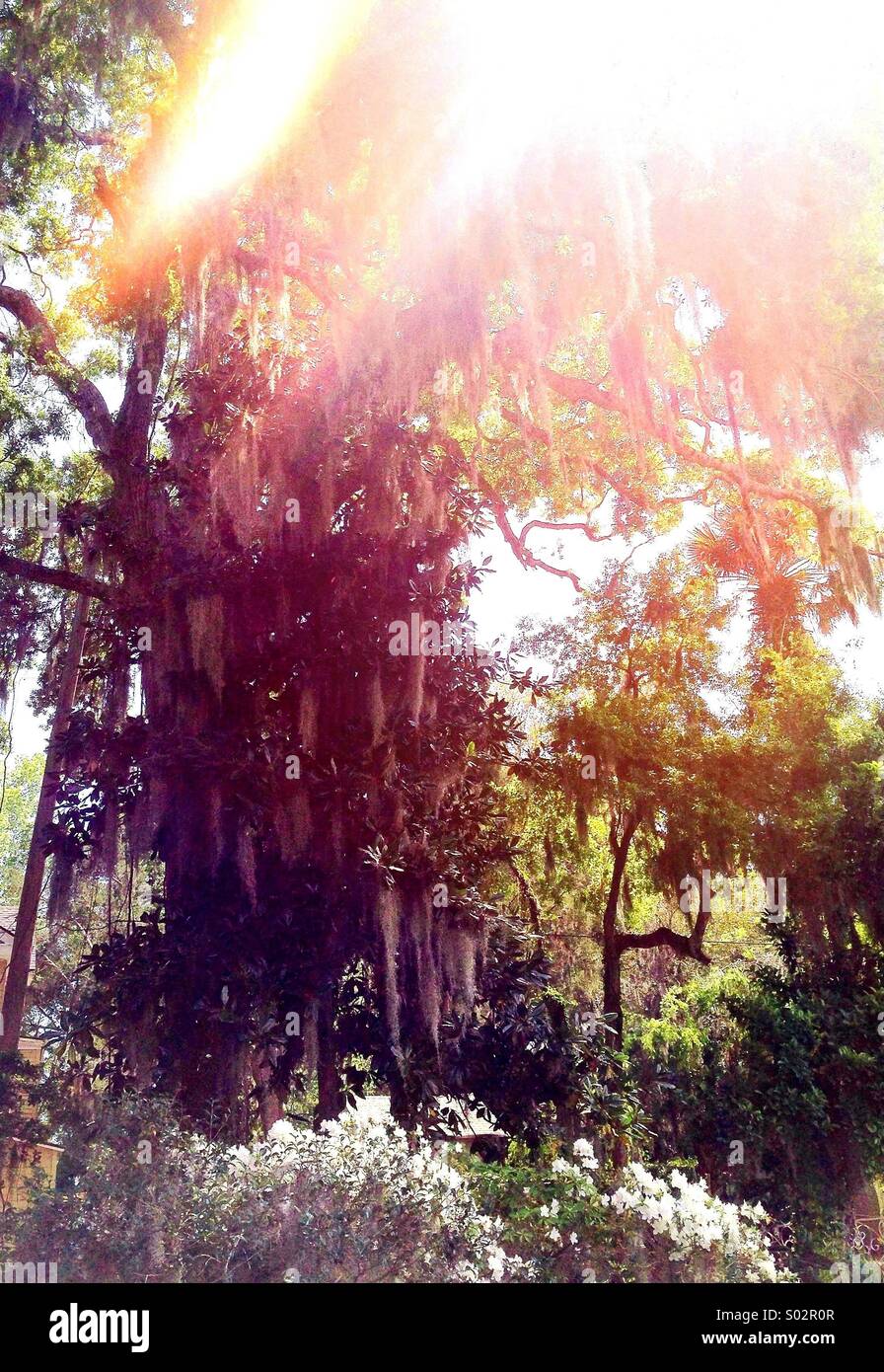 Spanish moss in magnolia and oak trees Stock Photo Alamy
