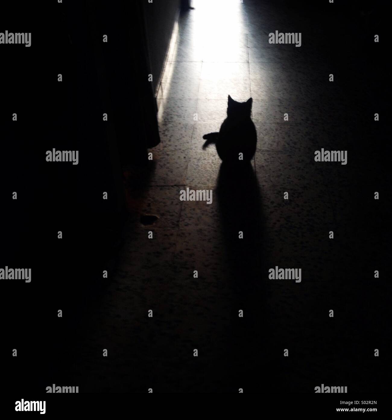 Black female cat in Prado del Rey, Cadiz province, Andalusia, Spain - Smartphone Captured Stock Image