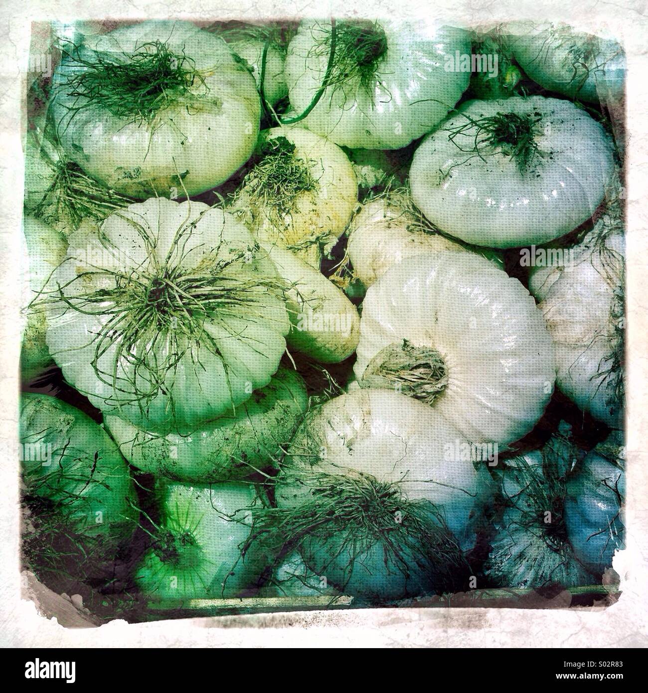 Cioppolinis onions for sale in street market in Siracusa Sicily - Smartphone Captured Stock Image