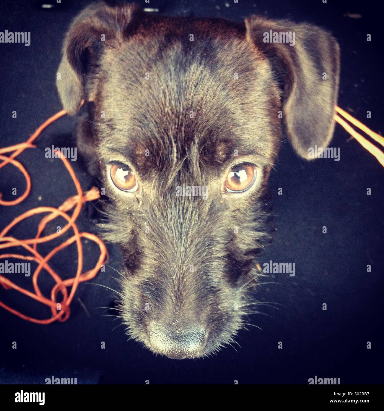 Puppy dog. Stock Photo