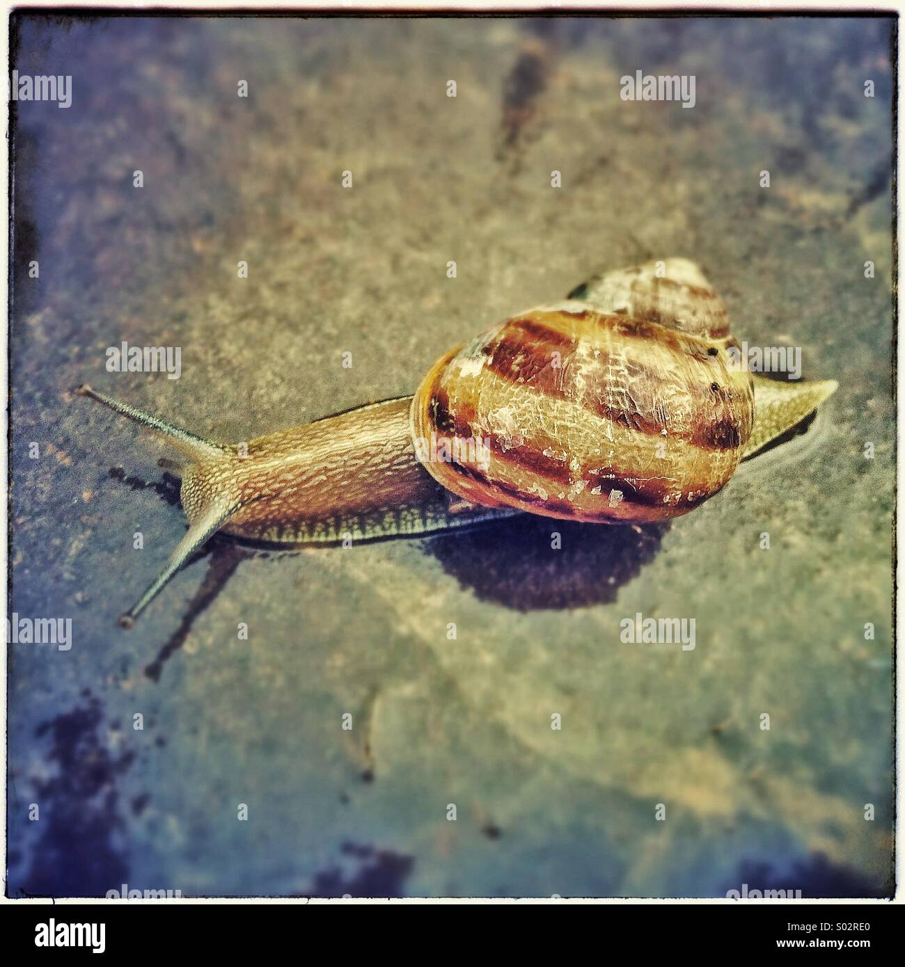 Snail on the road Stock Photo