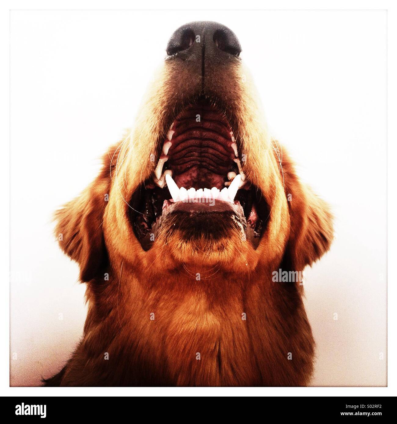 Dog open mouth Stock Photo Alamy