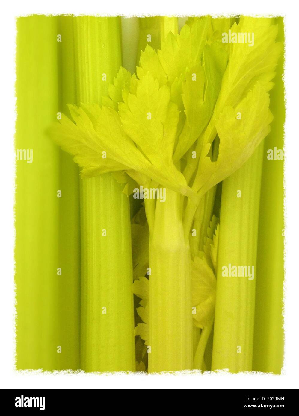 Celery - Smartphone Captured Stock Image