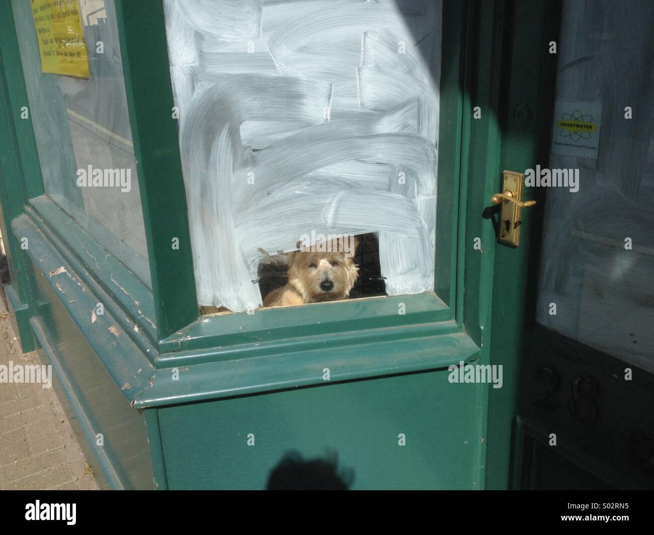 Pet dog looking out of closed shop window Stock Photo