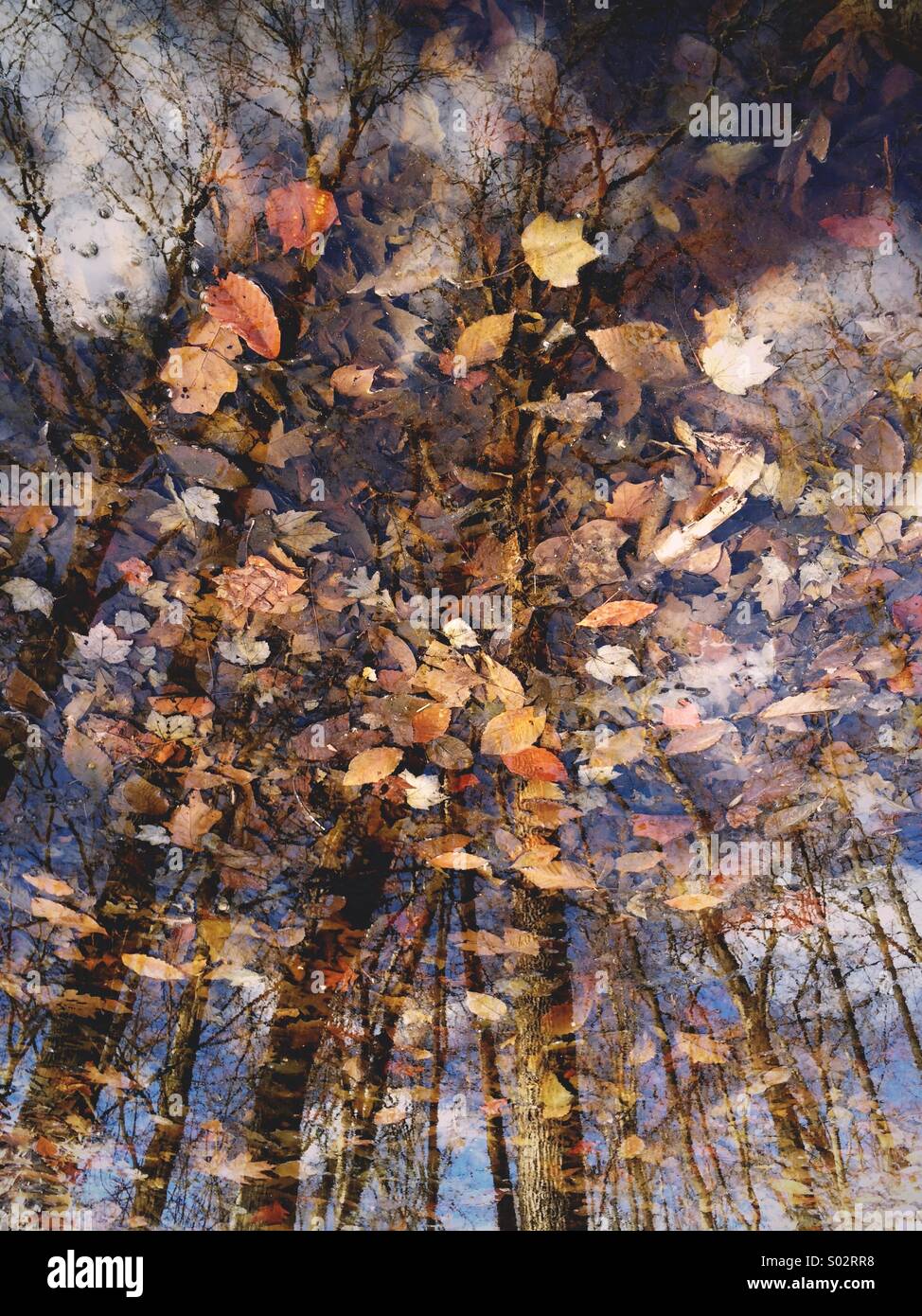 Fallen leaves in a woodland stream with trees and blue sky reflections. New Jersey, USA. Stock Photo