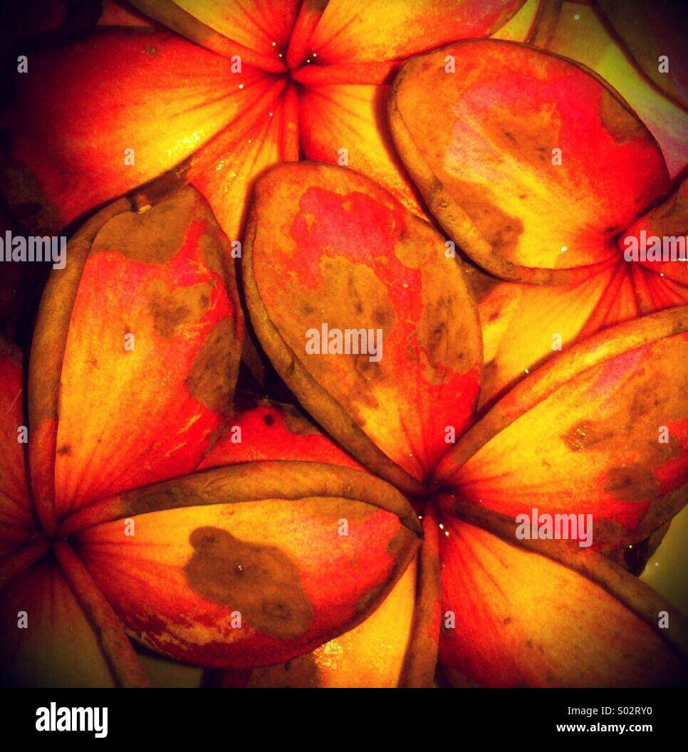 Fallen Frangipani flowers Stock Photo Alamy