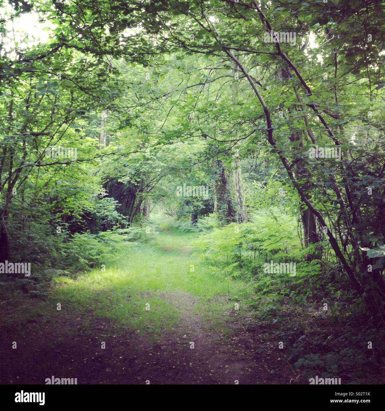 Forest path in summer time - Smartphone Captured Stock Image