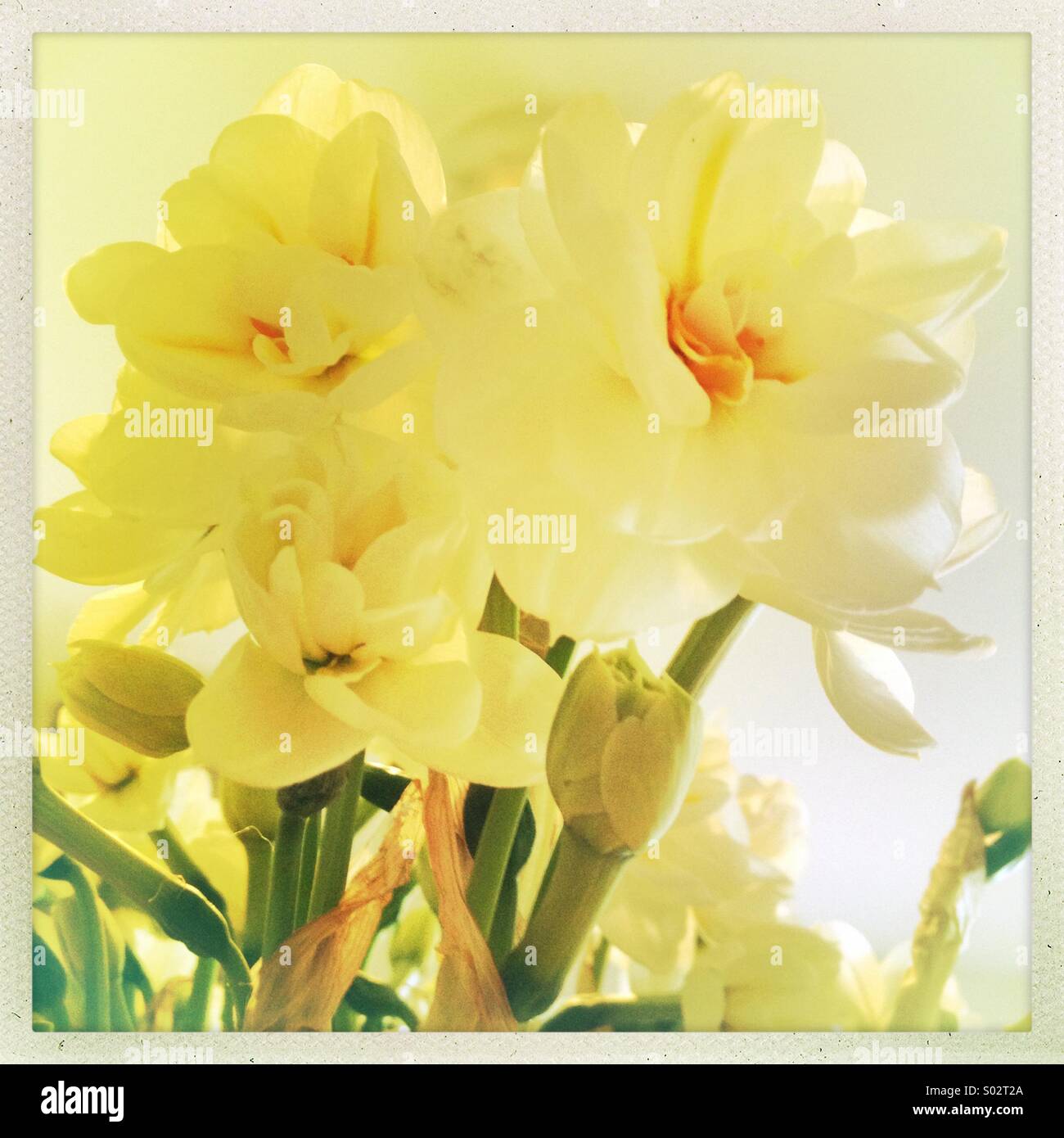 Bunch of Daffodils - Smartphone Captured Stock Image