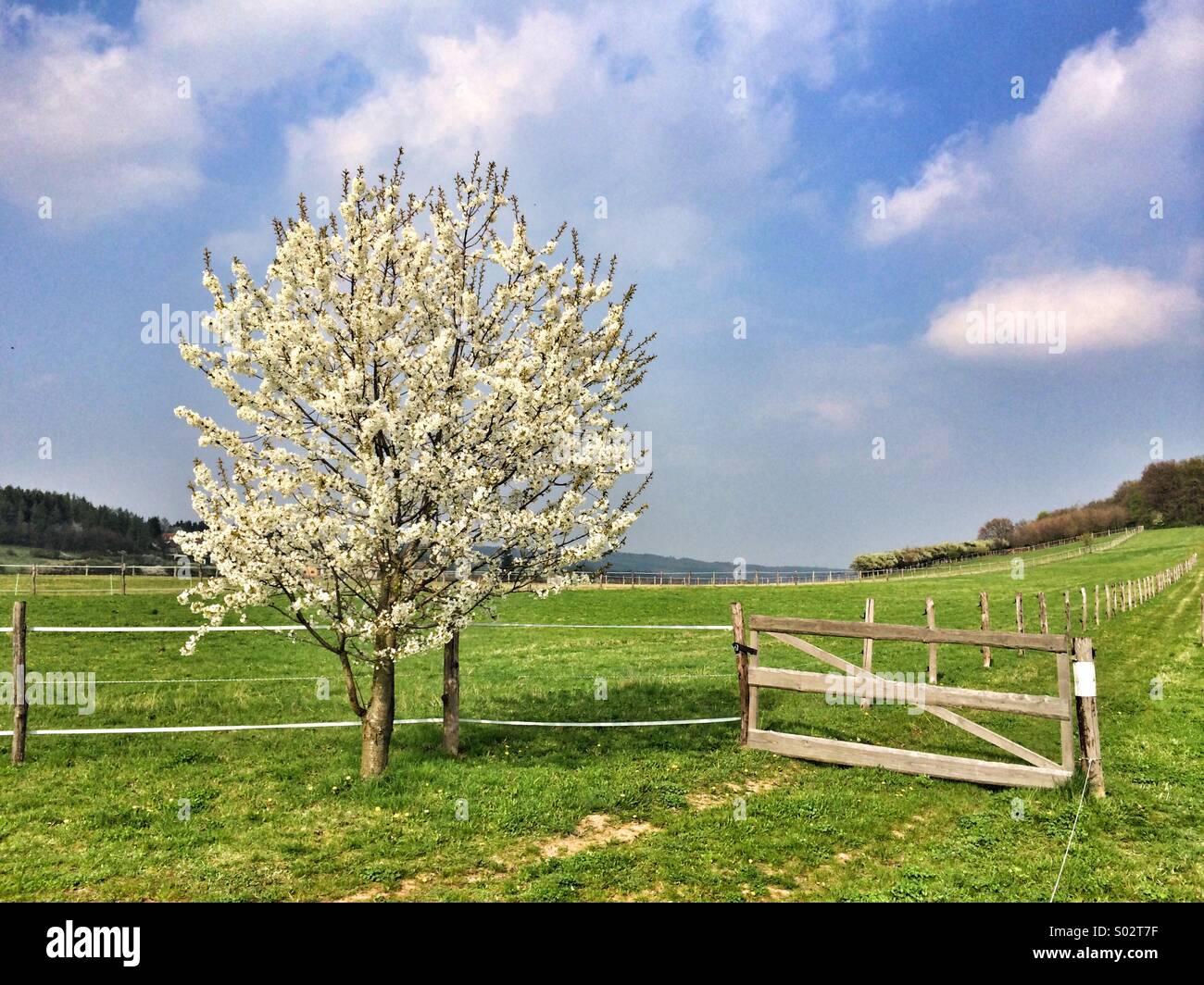 On the empty flowering spring pasture - Smartphone Captured Stock Image