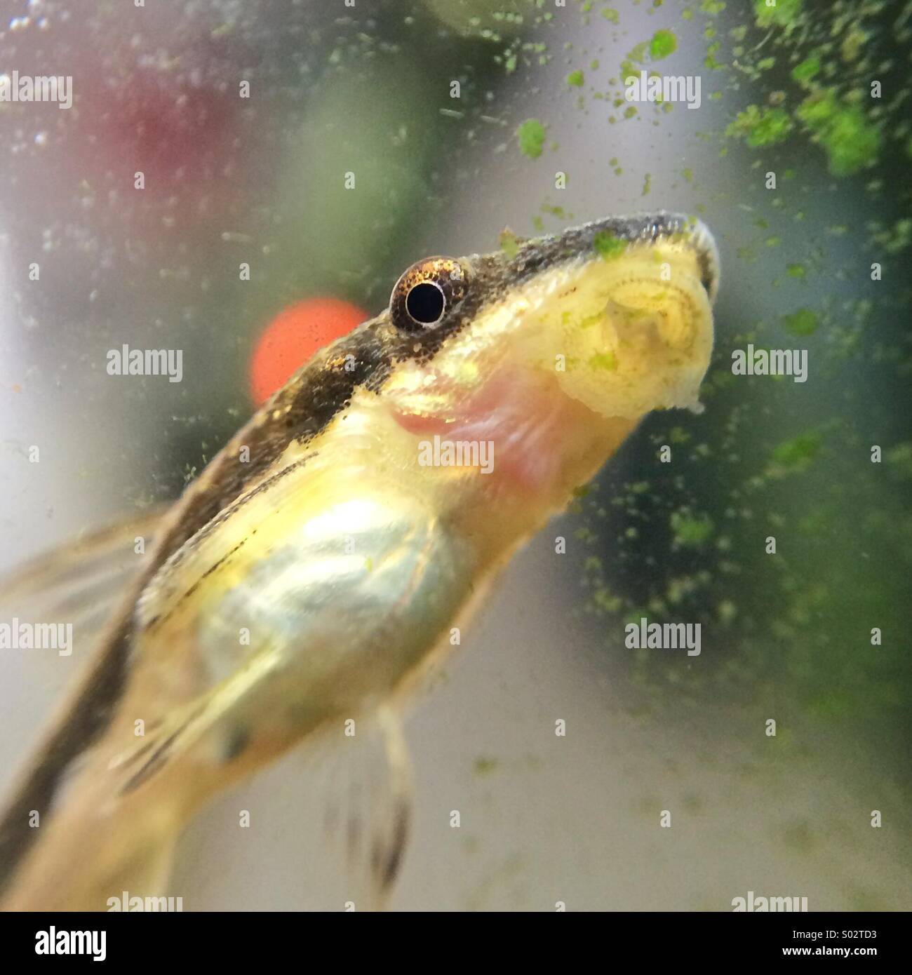 Macro of an ancistrus fish. Stock Photo