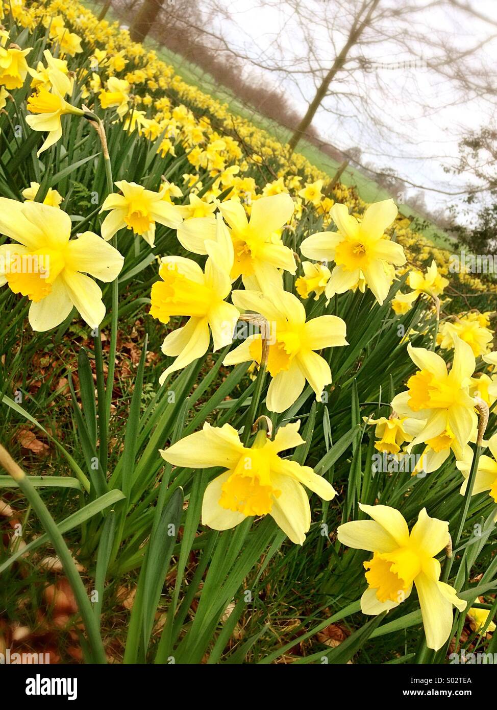 Field of Daffodils Stock Photo Alamy