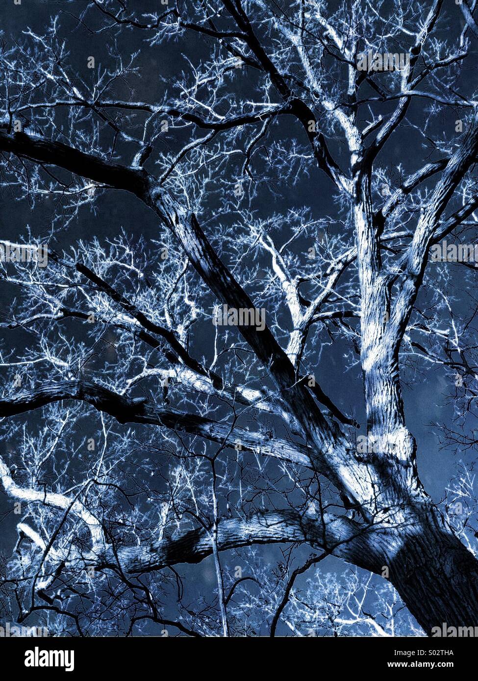 Midnight moonlight special effect on winter Oak Tree Stock Photo