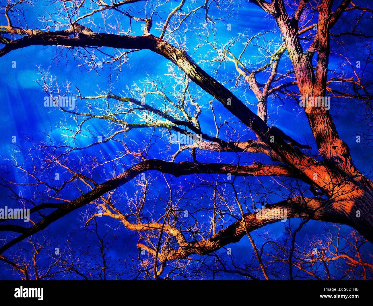 Dramatic light effect on an Oak Tree Stock Photo