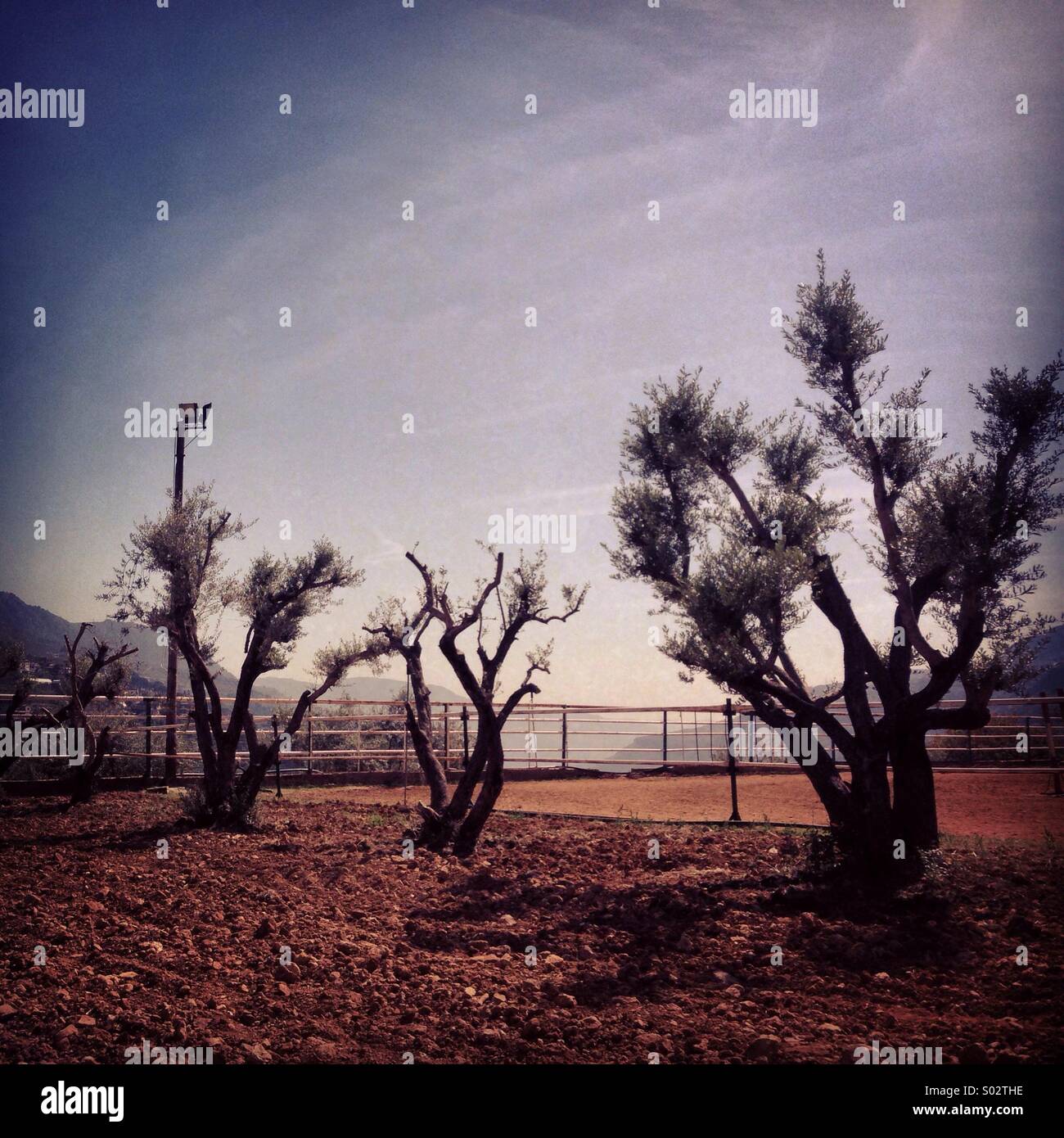 Olive trees - Lebanon Middle East - Smartphone Captured Stock Image