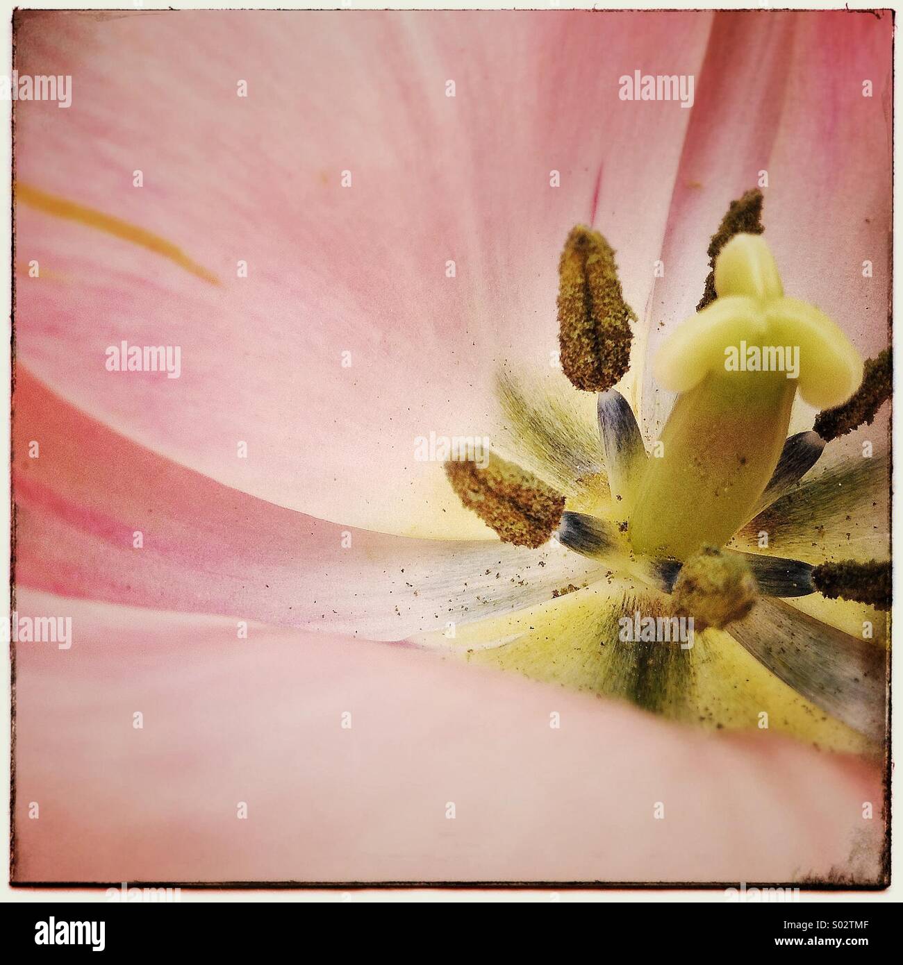 Tulip flower close up Stock Photo - Alamy