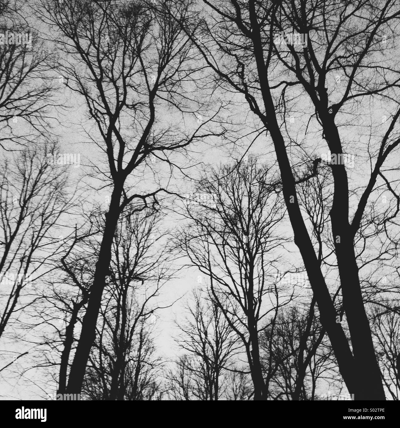 Trees at twilights Stock Photo