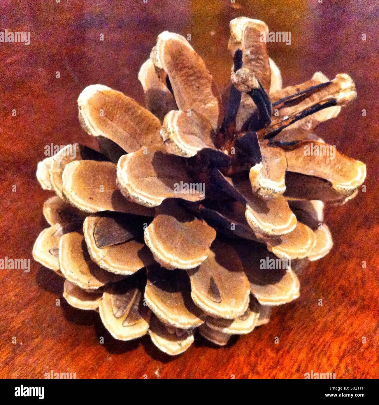 Pine cone - Smartphone Captured Stock Image