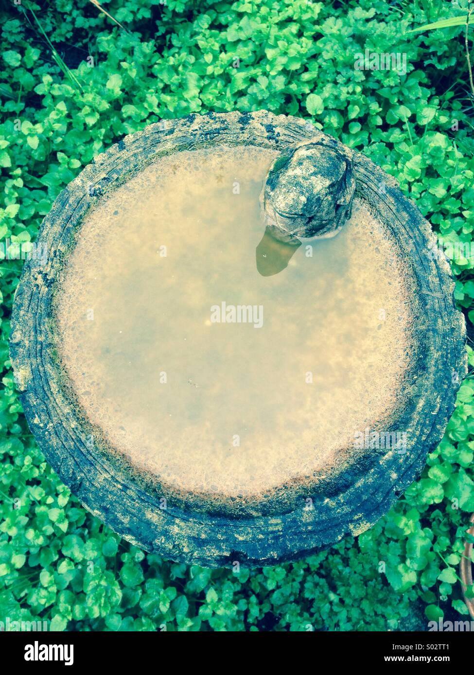 Bird bath with stone frog and muddy water - Smartphone Captured Stock Image