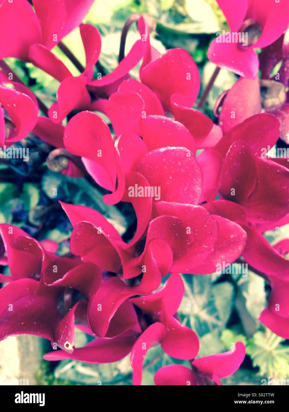 Red Cyclamen and purple hyacinth peeping through - Smartphone Captured Stock Image