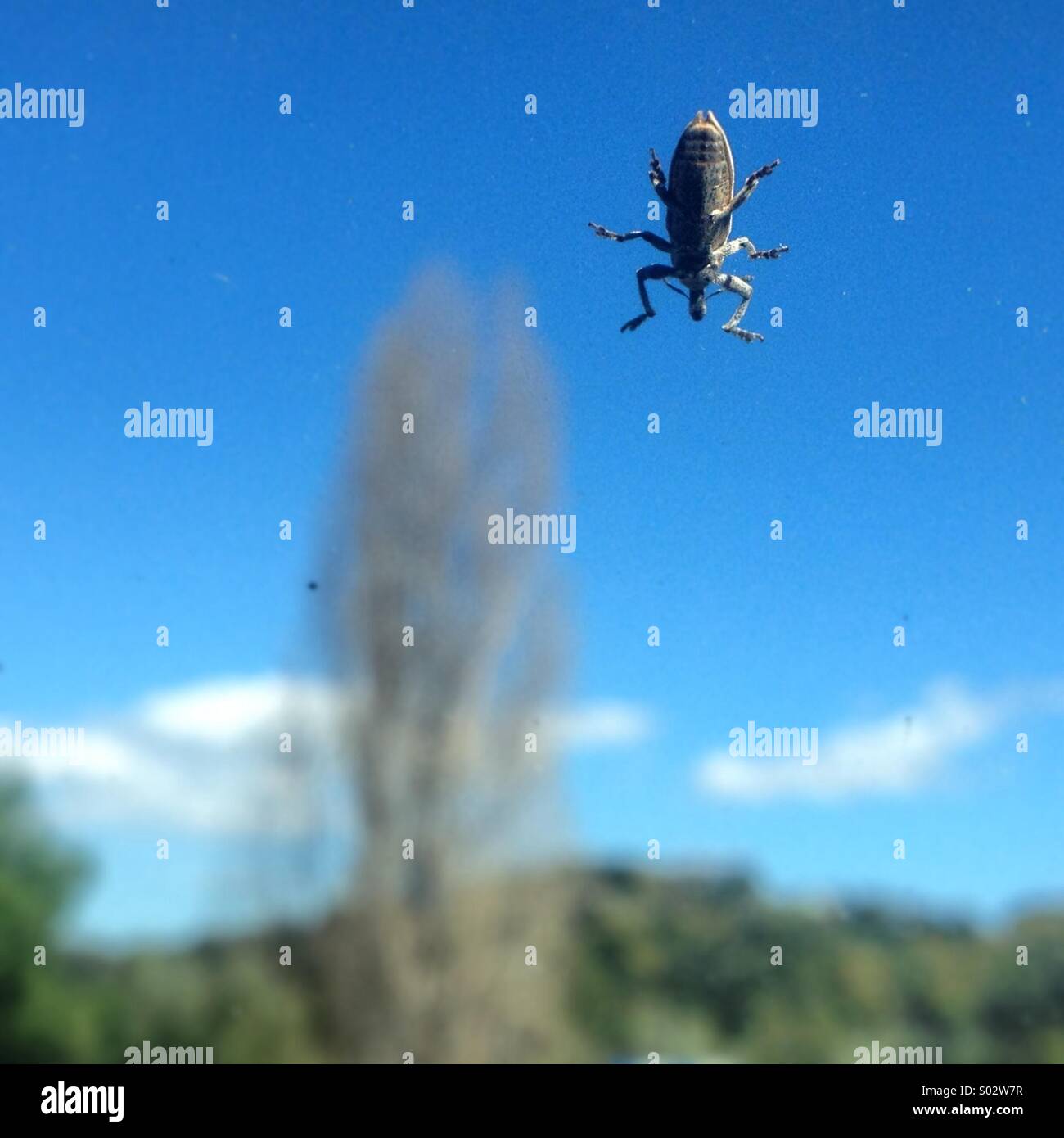 An insect travels in a car windscreen in the Parque Natural Sierra de Grazalema natural park, Cadiz province, Andalusia, Spain - Smartphone Captured Stock Image
