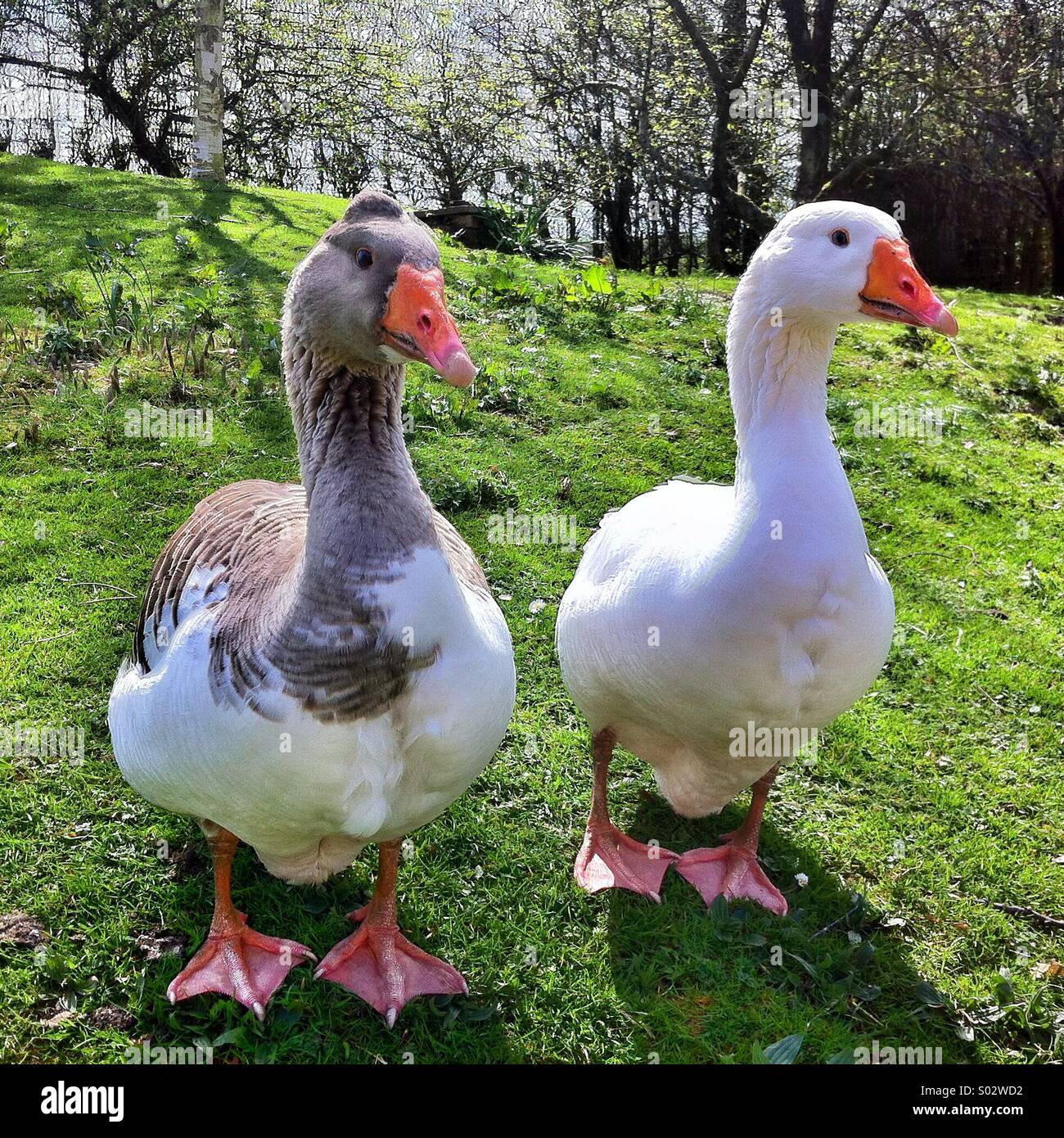 Domestic geese - Smartphone Captured Stock Image