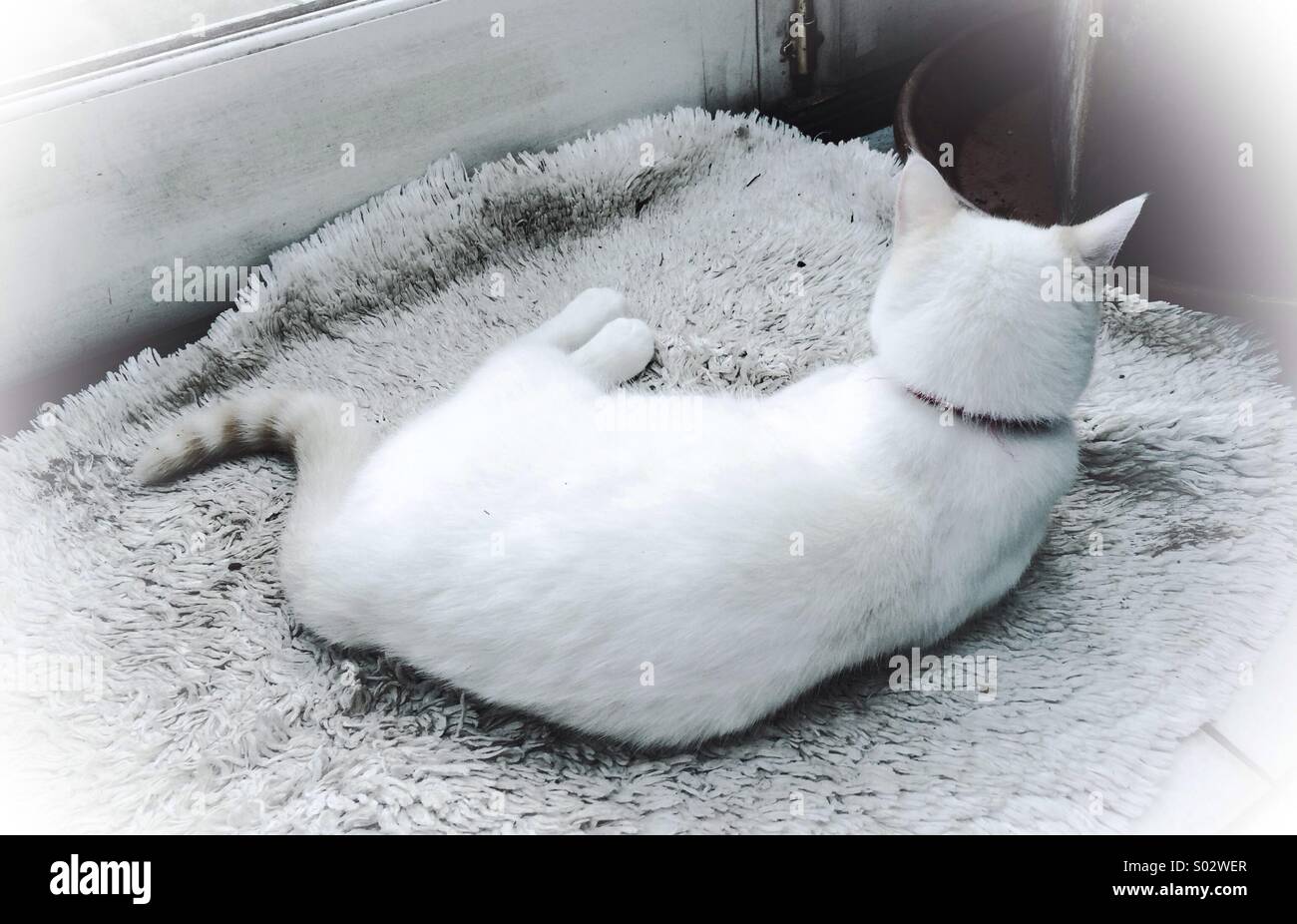 White kitten sitting on a mat back view Stock Photo