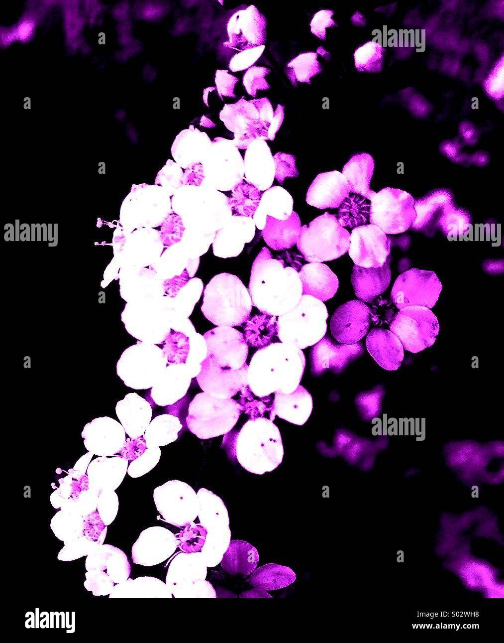 Bridal Wreath Flowers - Smartphone Captured Stock Image