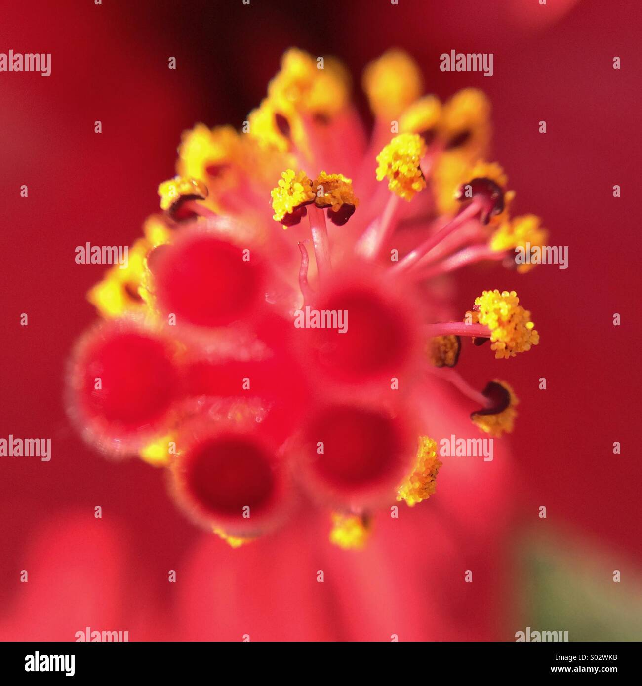 Macro of a red hibiscus flower. Stock Photo