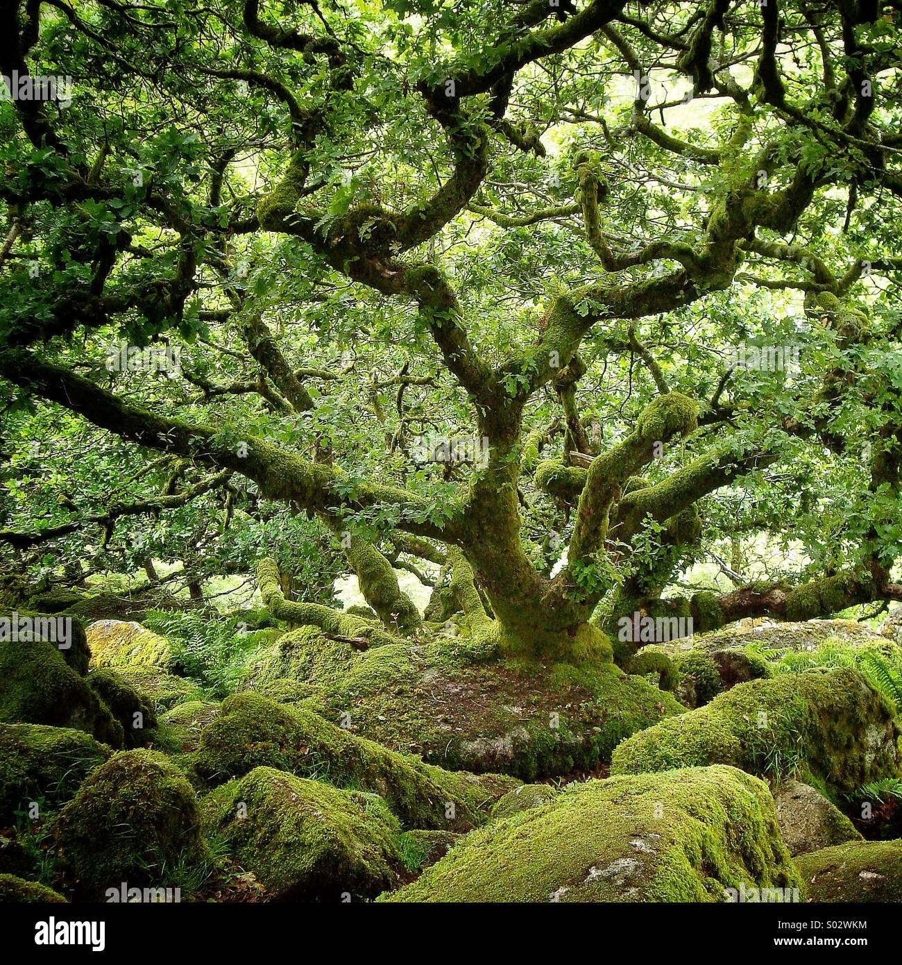 Wise Man's Wood, Dartmoor, Devon, England... Stock Photo