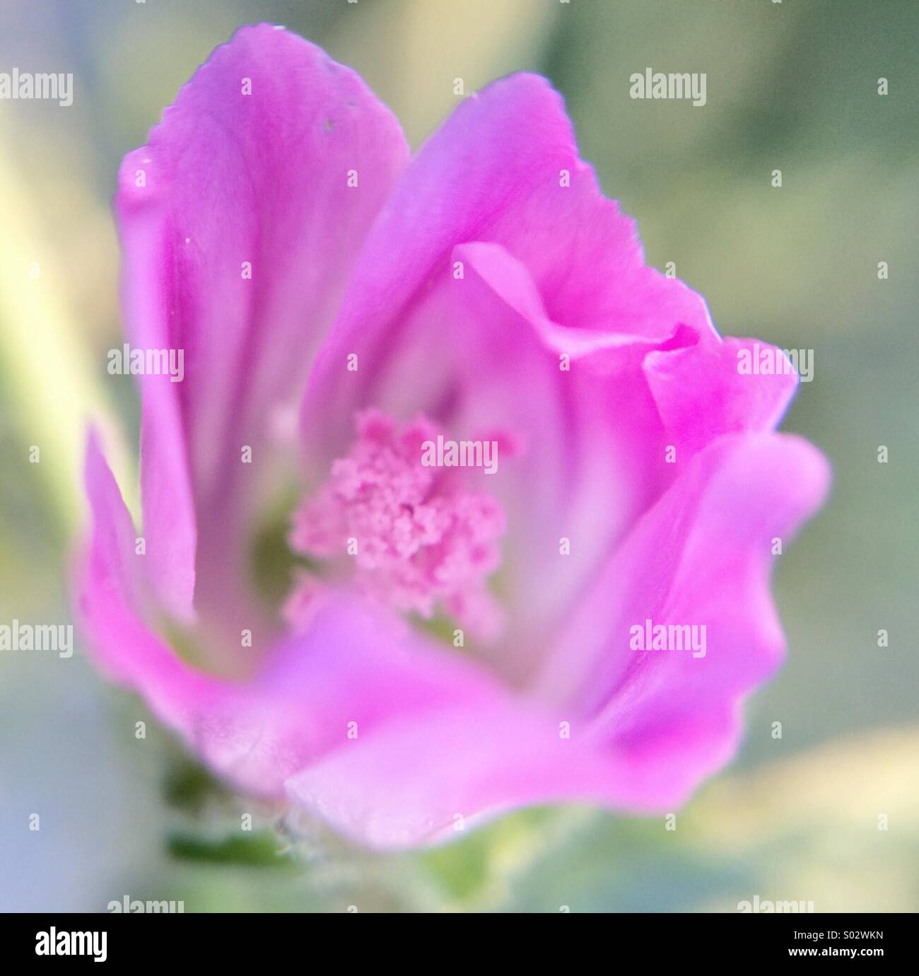 Macro of a pink little flower. Stock Photo