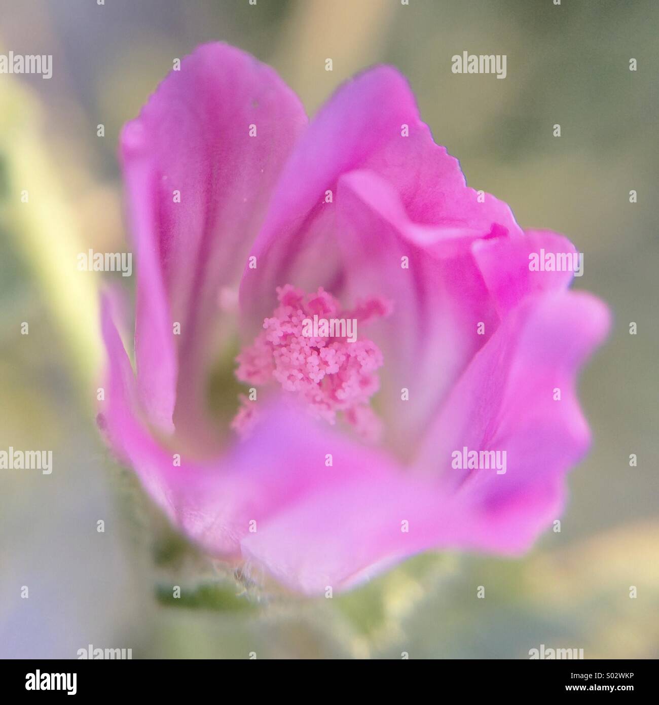 Macro of a little pink flower. Stock Photo