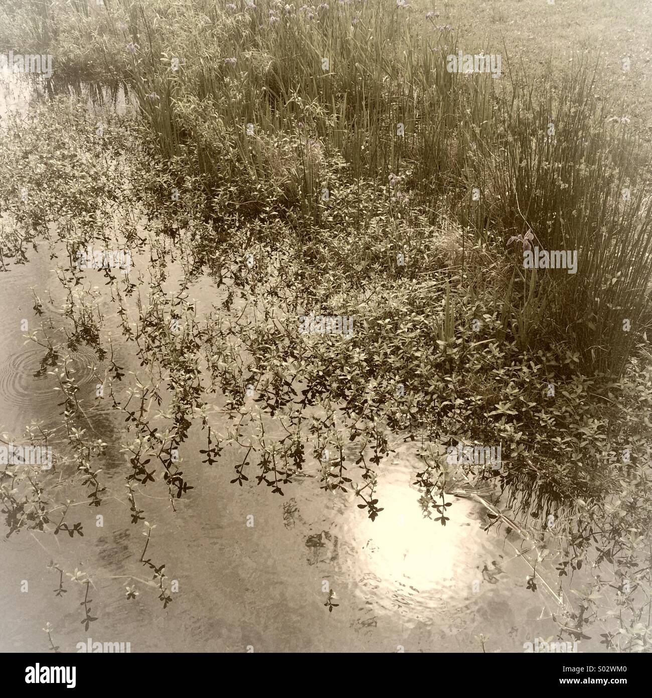 Reflection of sun in pond - Smartphone Captured Stock Image